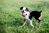 Four Legged Friends